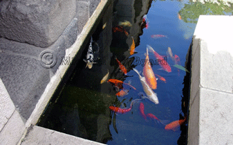 Fish at the Sermon on the Mount Church